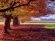 Playback Karaoké MP3 Autumn Leaves - André Rieu